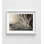 Gouttelettes d'eau sur pissenlit - reproduction de photographie de nature Macro