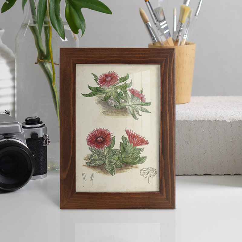 Cactus antique V encadré sur papier, H 7 po x l 5 po x P 1 po, Châtaigne