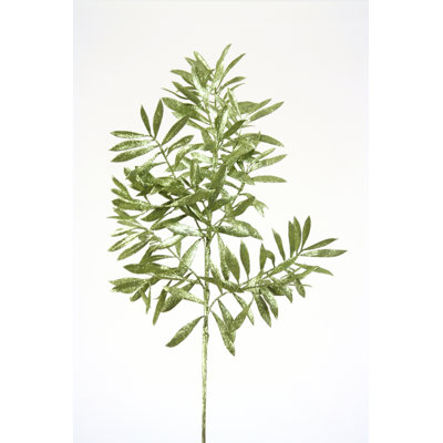 Branche d'olive scintillante à feuilles scintillantes