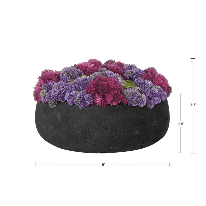 Sedum disposée en pot de fibres, Vert / bourgogne / mauve, Noir