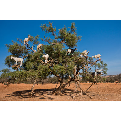 Heard Of Goats Climbed On An Argan Tree On A Way To Essaouira, Morocco - Wrapped Canvas Print