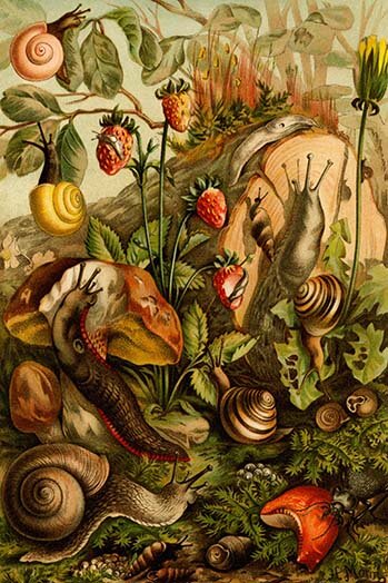 'Snails, Gastropods, Mollusks' by F.W. Kuhnert Painting Print