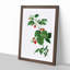 Raspberry Plant by Pierre-Joseph Redoute - Picture Frame Painting Print-55601970-55601972