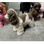 Statue de chien anglais Cocker Spaniel