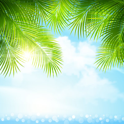 «Palm Leaves with Sunlight» par Baks - photographie sur toile tendue
