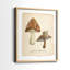 Champignons des bois - Impression encadrée de qualité supérieure - Prêt à être accroché - aucun clou requis - aucun clou requis-1418367462-1418367459