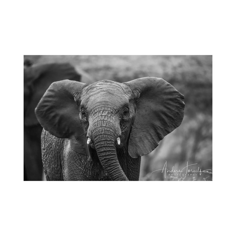 Baby Elephant by Anders Jorulf - Wrapped Canvas Print, 20.32 cm H x 30.48 cm W
