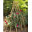 Wood Expanding Trellis-359272043-296567424