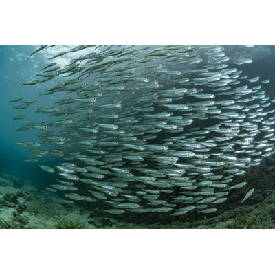 Juvenile Sardine by Inusuke - Wrapped Canvas Print
