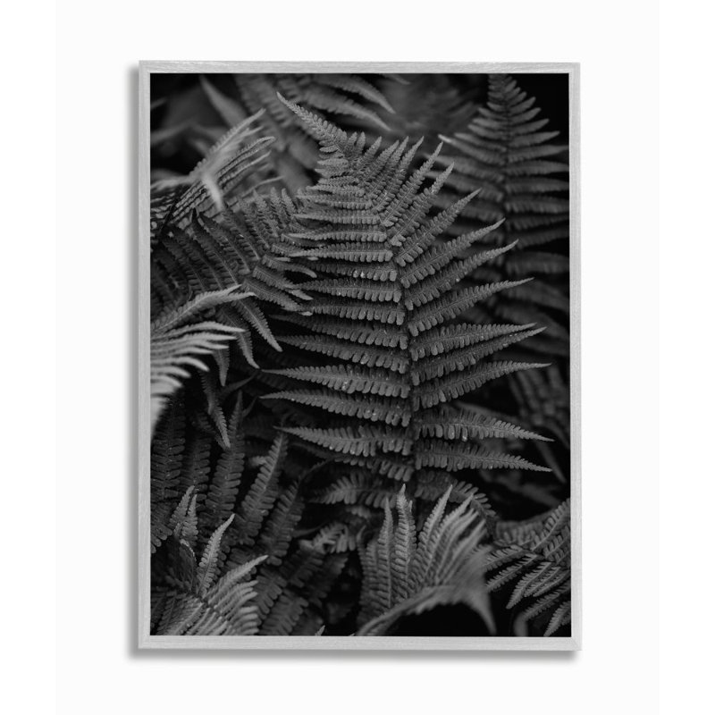 Fougères dans la forêt en noir et blanc - reproduction de photo, H 20 po x l 16 po x 1,5 po, Estampe numérique Farmhouse