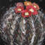 Cactus Mammillaria en fleurs | Toile encadrée botanique noire
