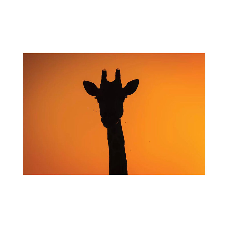 Giraffe Sunset Silhouette Okavango by Mogens Trolle - Wrapped Canvas Print, 101.6 cm H x 66.04 cm W x 1.91 cm D