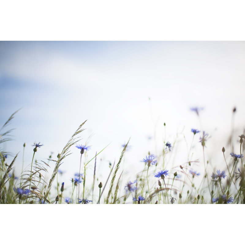 Summer Meadow by Rike_ - Print, 51cm H x 76cm W