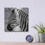  «Stain Glass Zebra» par Rich Monet, art mural en métal, 12 po x 12 po-698664070