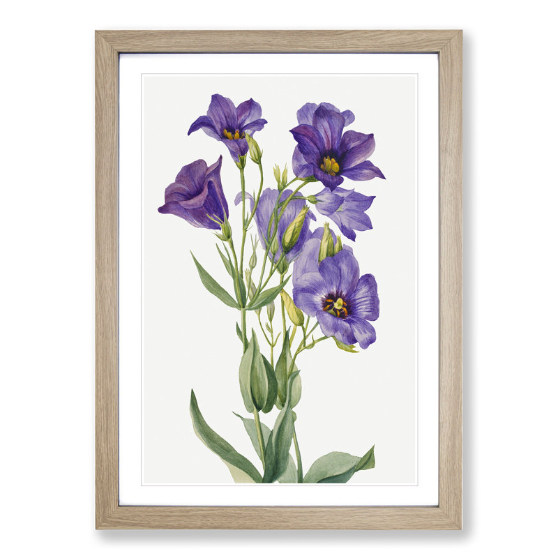 Eustoma Russelianum by Mary Vaux Walcott - Picture Frame Painting, Oak Framed, 65cm H x 48cm W x 2cm D