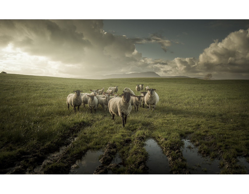 Wrapped Canvas Print, 50.8 cm H x 76.2 cm W