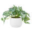 Élément de pothos rayé artificiel Elements, 9 po