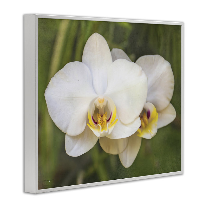 Orchidée Blossom Glow, estampe numérique, design par Seven Trees Design, H 11 po x l 14 po