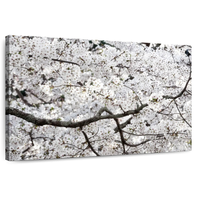 Fleur de cerisier Harnek Sakura, H 30 po x l 45 po