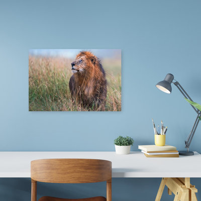 Majestic African Lion Contemporary Cat Lion Nature Wildlife Wall Art Print 1 Piece Wrapped Canvas Wall Art