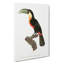 Toucan by Jacques Barraband - Wrapped Canvas-55324074