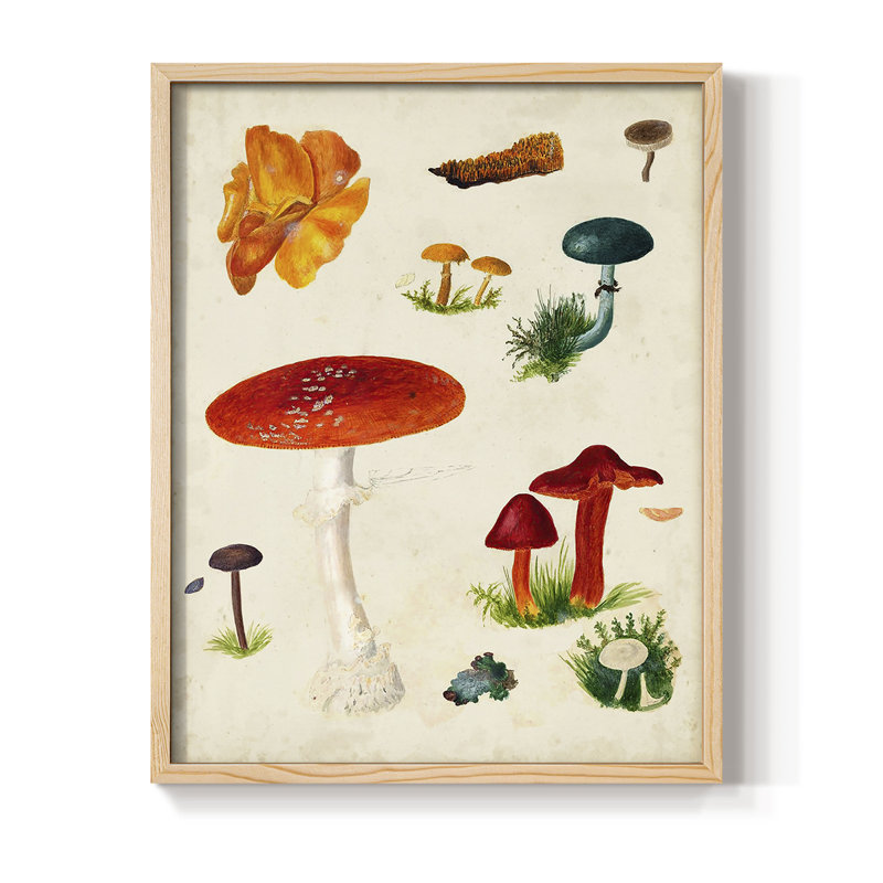 Reproduction encadrée champignon Mushroom Species, H 11 po x l 9 po