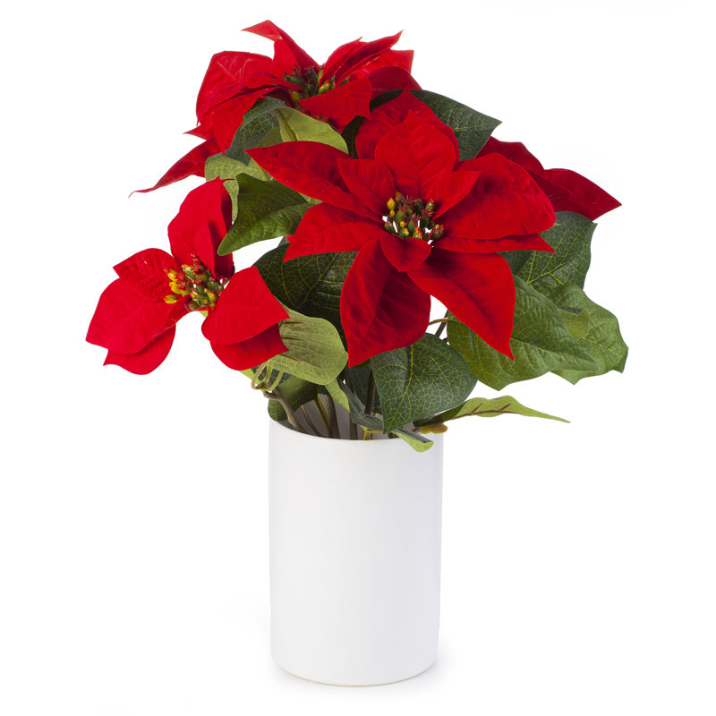 Arrangement floral poinsettias dans un vase