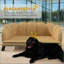 Luxueux canapé pour animal de compagnie avec coussins moelleux et structure robuste pour un confort et un style ultimes-1673769803