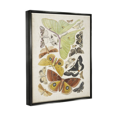 " Various Moth Species Insect Patterns "