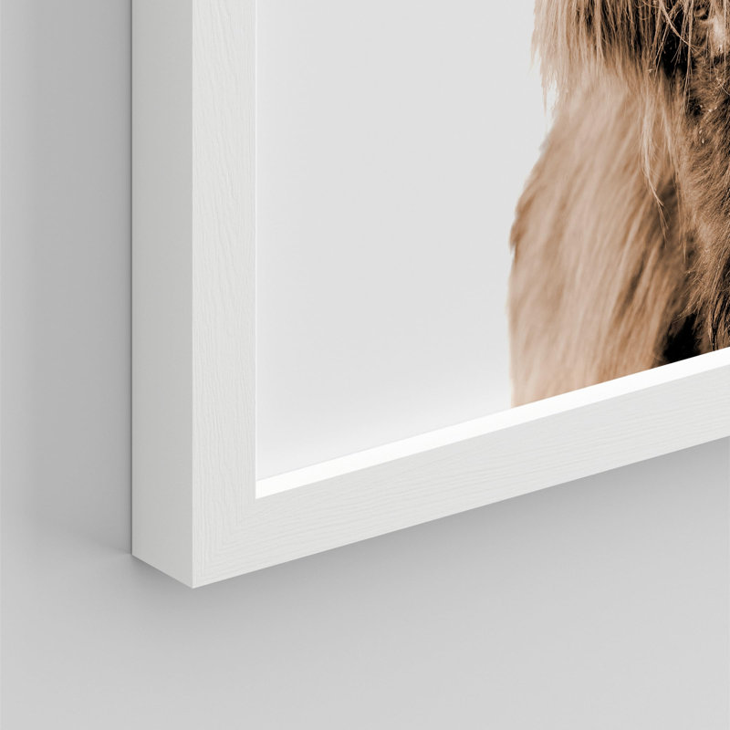 "Portrait de vache Shetland brune et blanche à deux tons" sur papier, Blanc, H 11 po x l 14 po