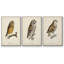 French Owls I - ensemble de 3 reproductions sur toile-91887000-91886999