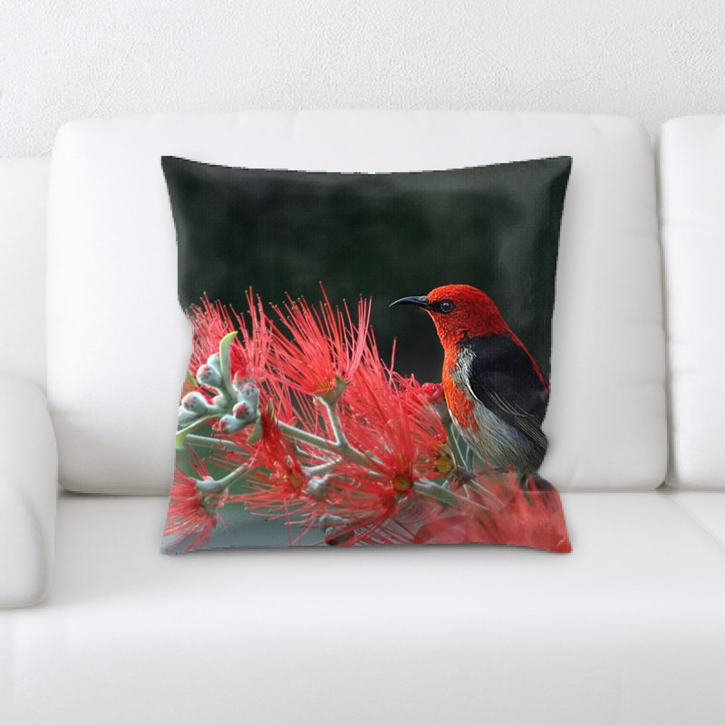 Coussin écarlate honeyeater