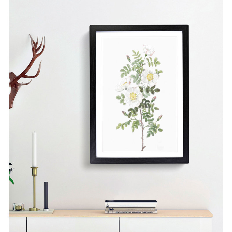 White Burnet Rose by Pierre-Joseph Redoute - Framed Print, 36cm H x 27cm W x 2cm D, Black Framed