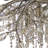 Montriel 24 - Light Chandelier-22712030