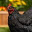 Chicken Animals Garden Statue-95852216