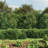 Metal Wire/Mesh Fence-93672224-93672223