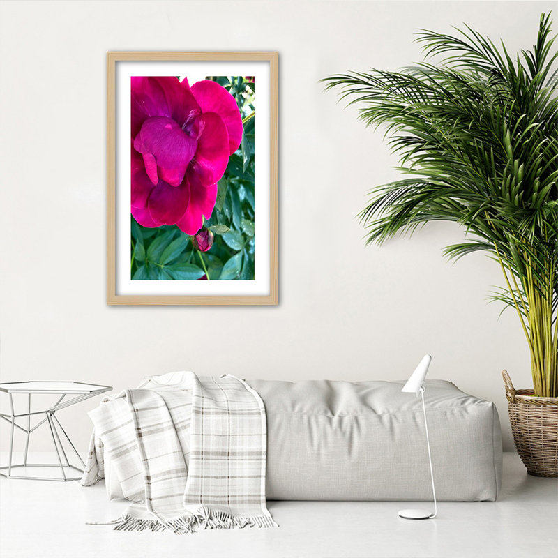 Peony Flower Pink Nature - Single Picture Frame Print, 100cm H x 70cm W, Light Brown
