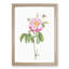A Provins Rose In Pink by Pierre-Joseph Redoute - Single Picture Frame Painting-55450860-55450863