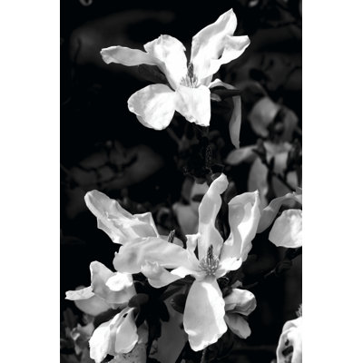 Floral Portrait VI by Jeff Pica - Wrapped Canvas Art Prints