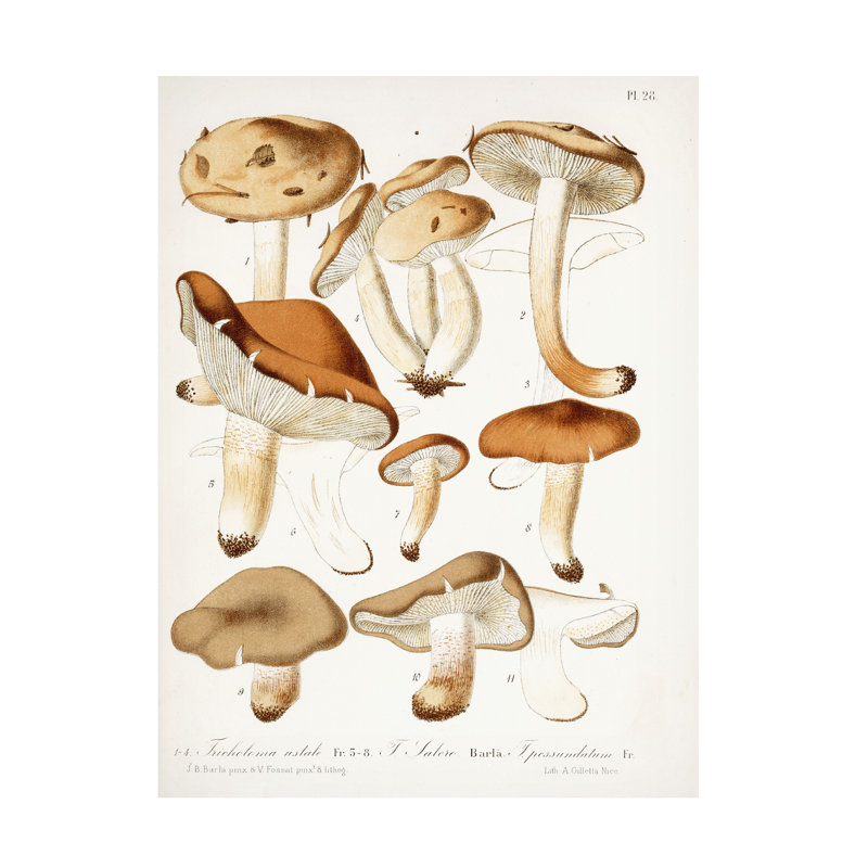 Art Jean Jean-Baptiste Barla Fungi, C.1860-66, H 32 po x l 24 po