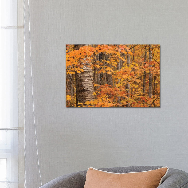 Birches and Maples 1 Piece Wrapped Canvas Wall Art