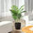 Palmier artificiel vert Adeca-847091448