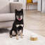 Teamson Pets Raised Ceramic Pet Bowl with Bamboo Stand