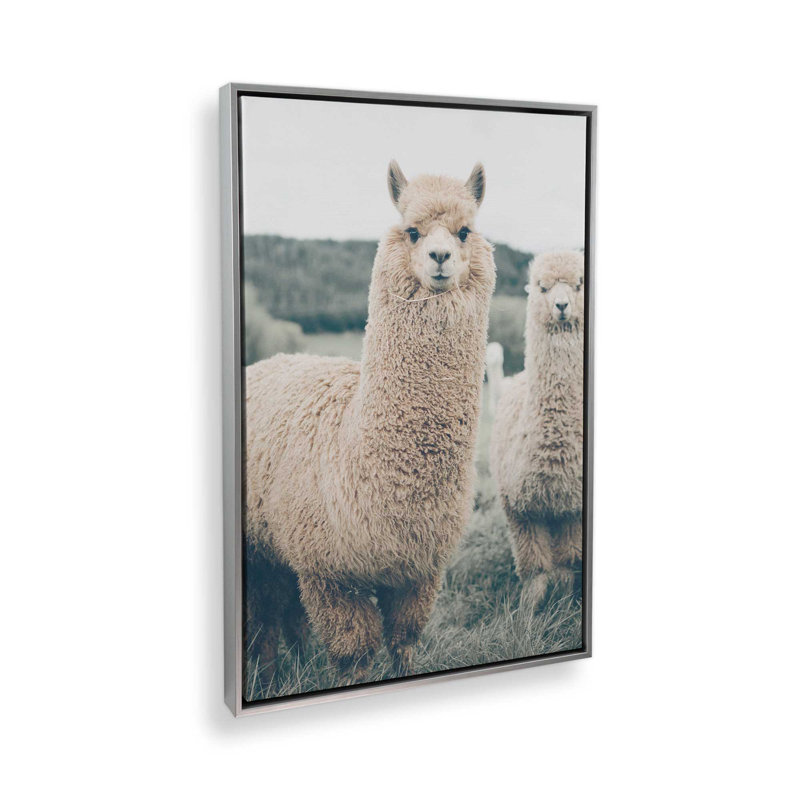 Impression sur toile Alpaca Charm, Cadre flottant en chrome poli, H 36,75 po x l 24,75 po x P 1,75 po