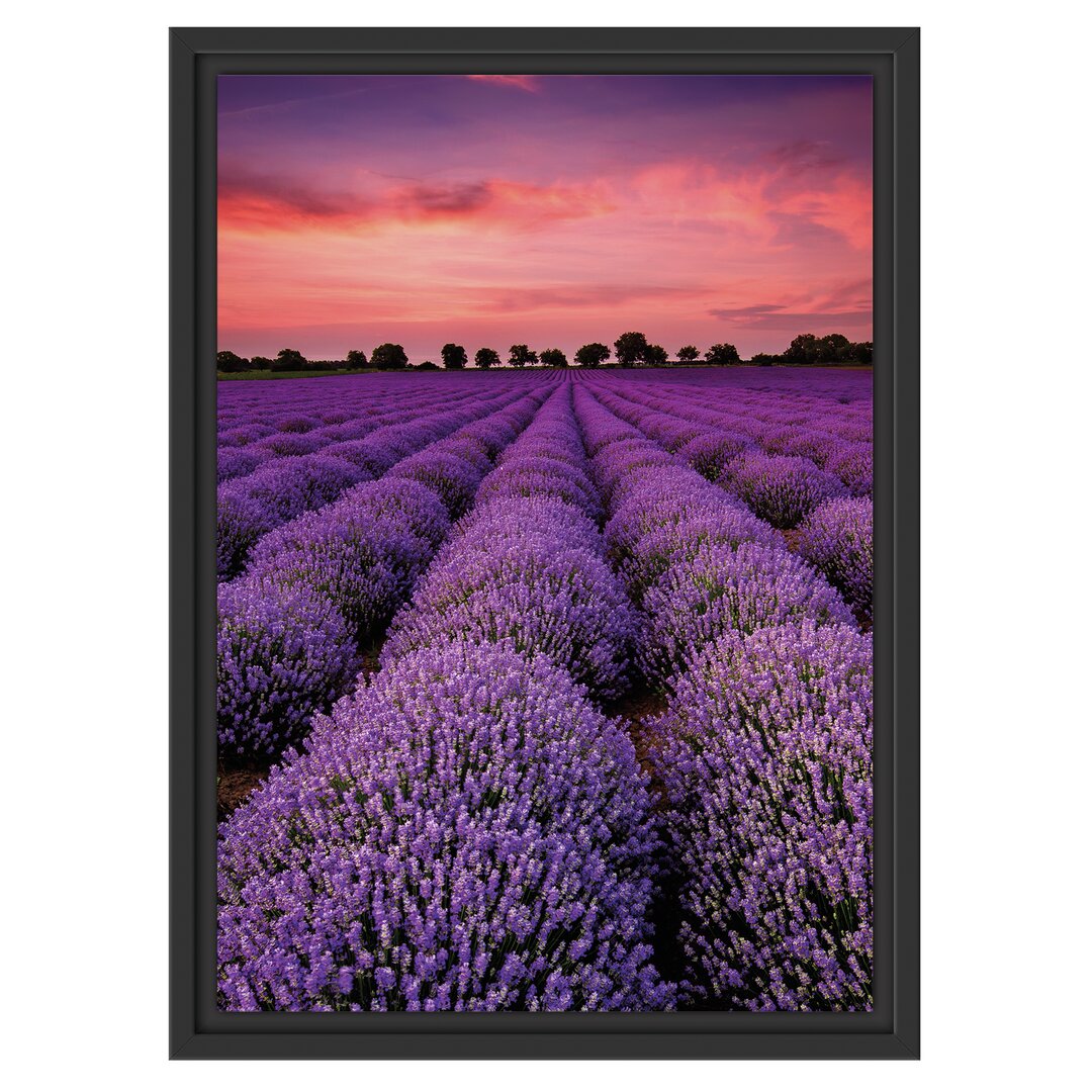 Gerahmtes Wandbild Wunderschöne Lavendel Provence