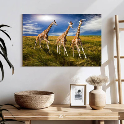 Trois girafes en course