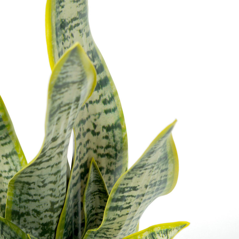 20 "plante faux agave serpent