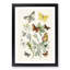 Caterpillars, Moths & Butterflies by W.F. Kirby - Picture Frame Graphic Art Print-55680797-55680798