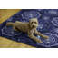 Tapis bleu et ivoire lavable à la machine Migliore-734370264