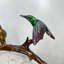 Bronze Hummingbirds on Branch Figurine